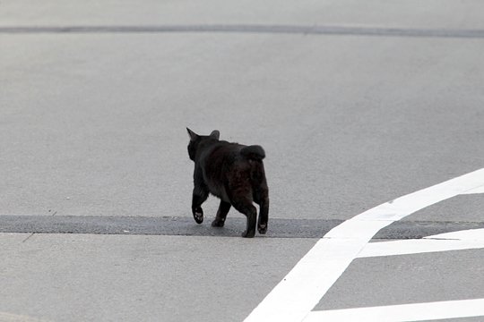 太田区のねこ
