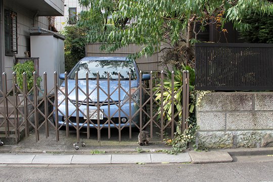 太田区のねこ