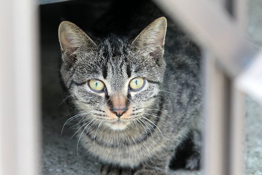 太田区のねこ