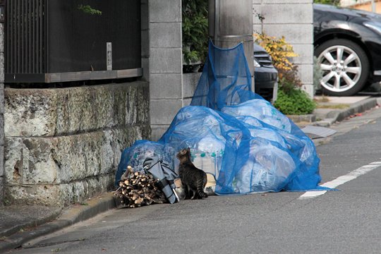 太田区のねこ