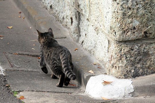 太田区のねこ