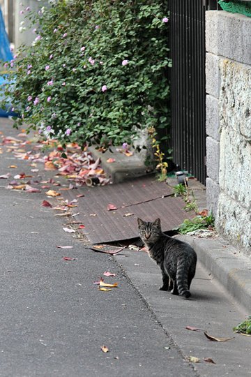 太田区のねこ