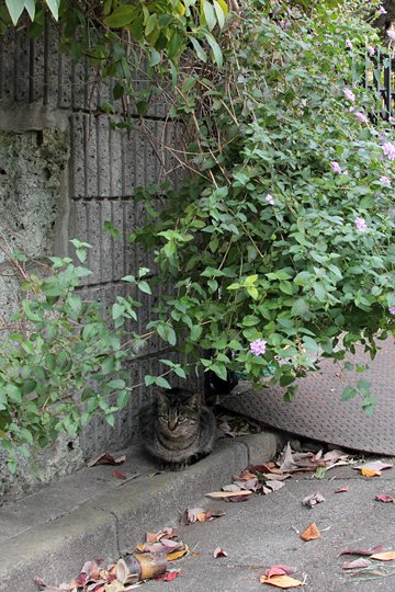 太田区のねこ