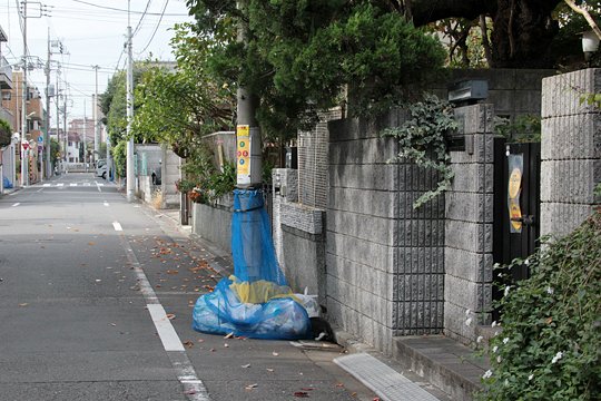 太田区のねこ
