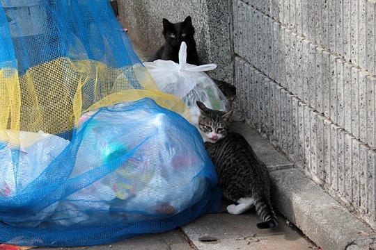 太田区のねこ