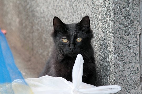 太田区のねこ
