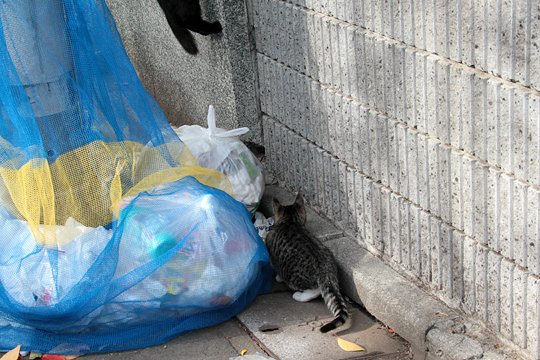 太田区のねこ