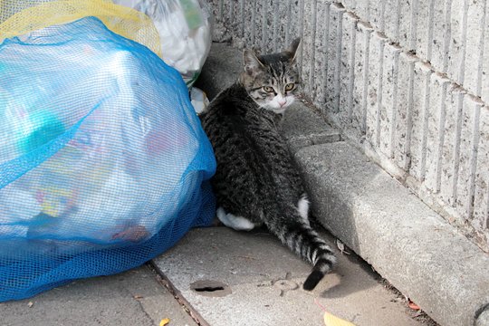 太田区のねこ