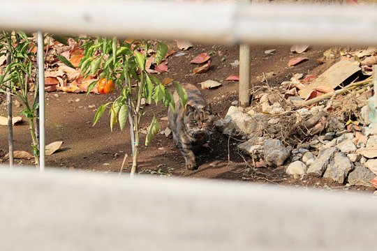 太田区のねこ