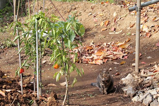 太田区のねこ