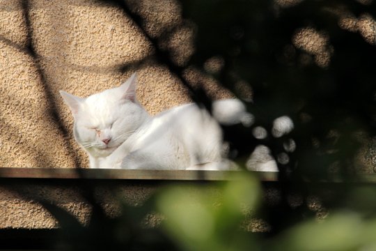太田区のねこ
