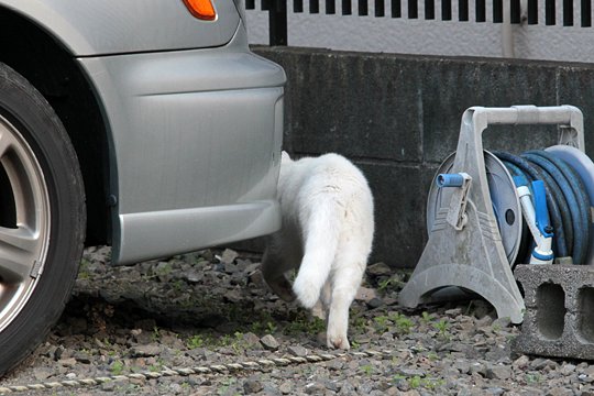 太田区のねこ