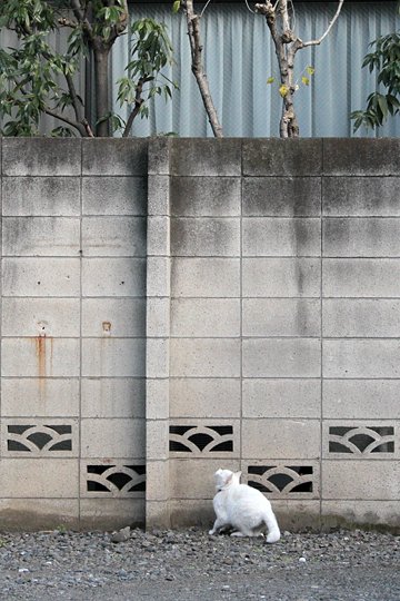太田区のねこ