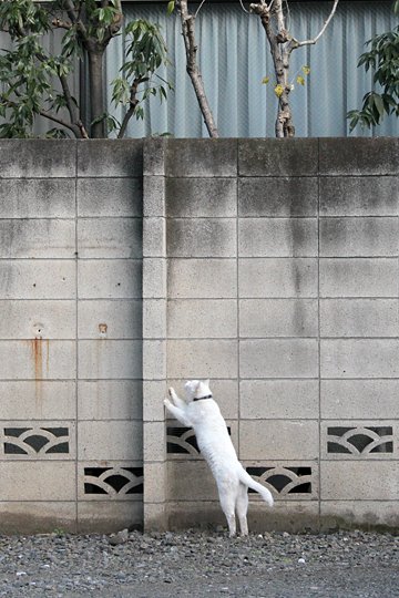 太田区のねこ