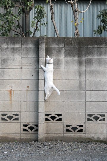 太田区のねこ