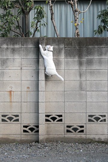 太田区のねこ