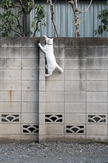 太田区のねこ