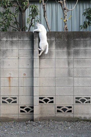 太田区のねこ