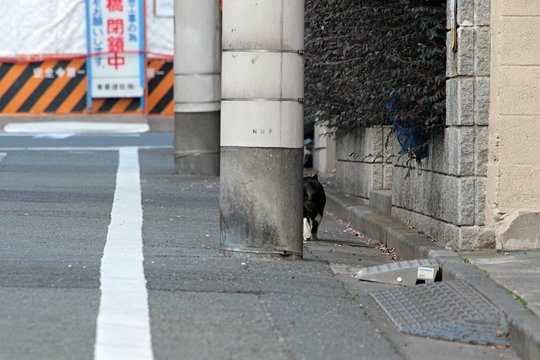 太田区のねこ