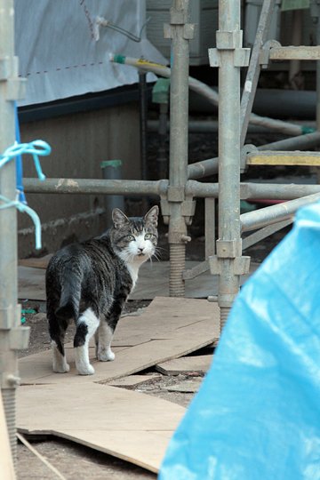 太田区のねこ