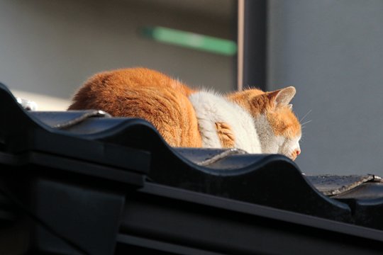 太田区のねこ