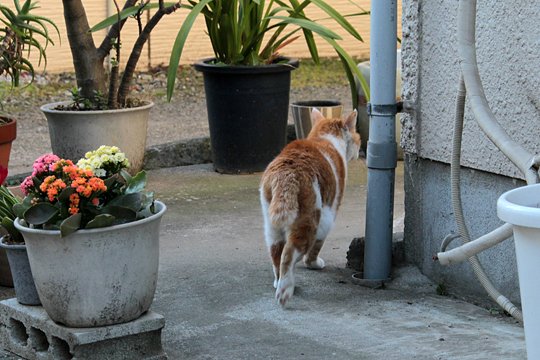 太田区のねこ