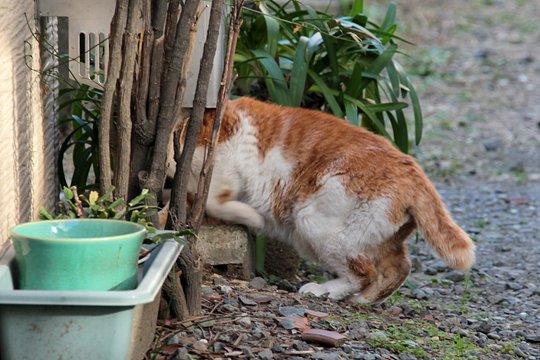 太田区のねこ