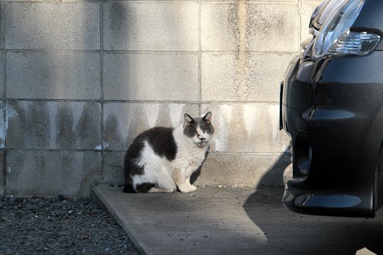 太田区のねこ