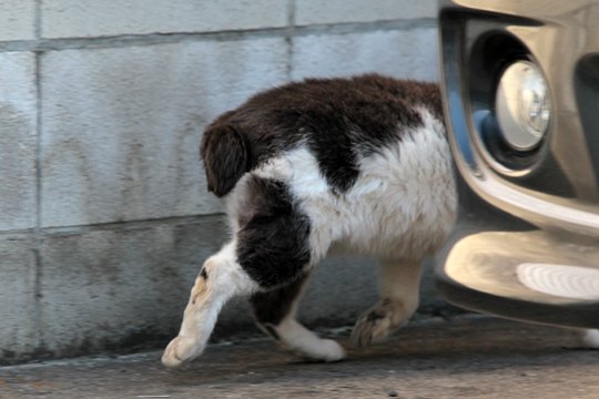 太田区のねこ