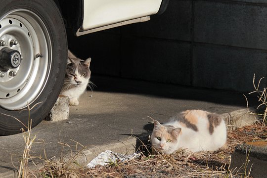 太田区のねこ