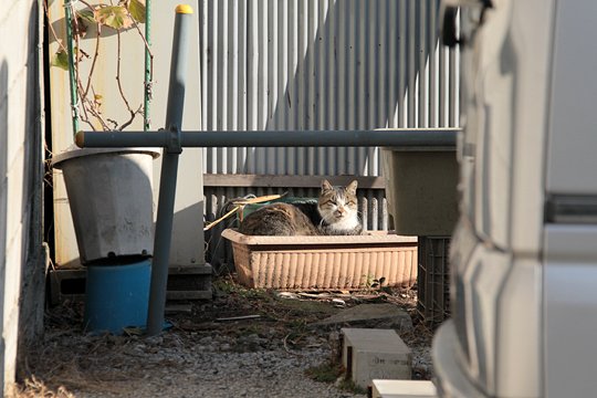 太田区のねこ
