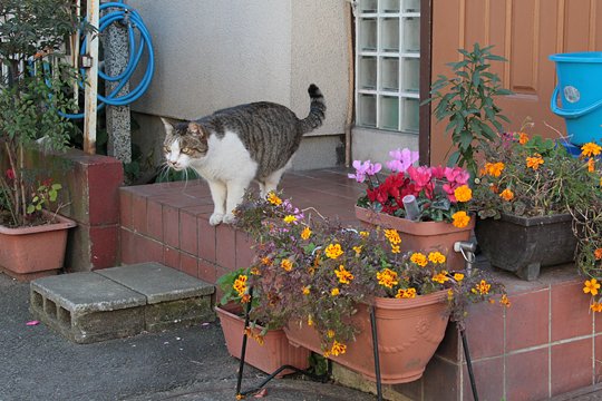 太田区のねこ