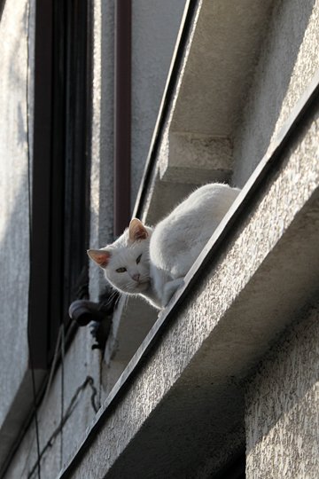 太田区のねこ