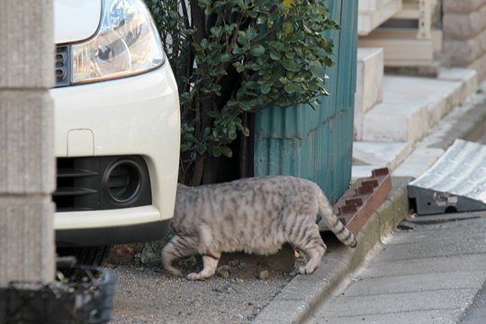 太田区のねこ