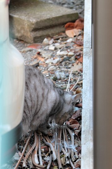太田区のねこ
