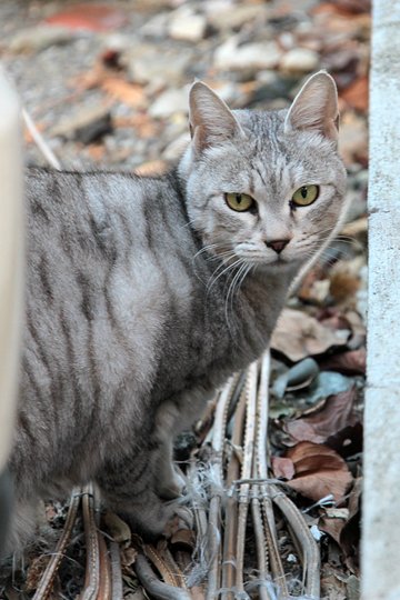 太田区のねこ