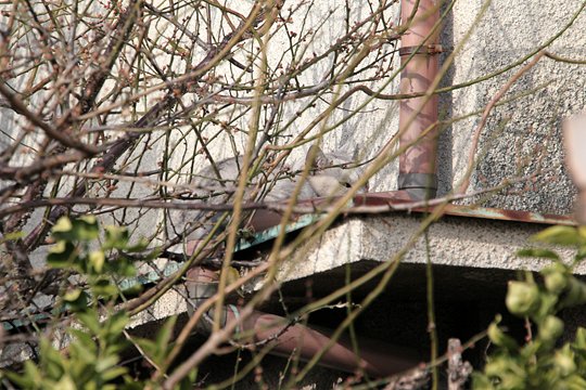 太田区のねこ