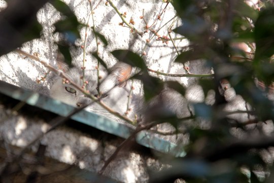 太田区のねこ