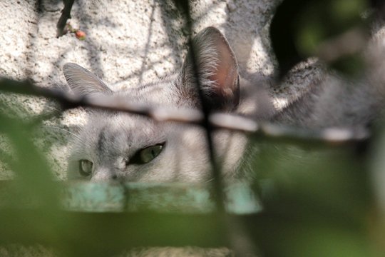 太田区のねこ