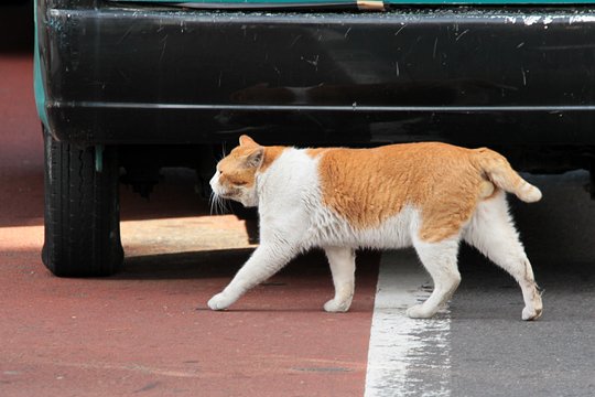 太田区のねこ