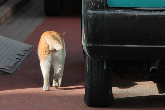 太田区のねこ