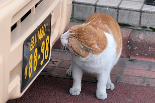 太田区のねこ