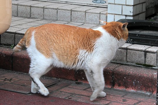 太田区のねこ