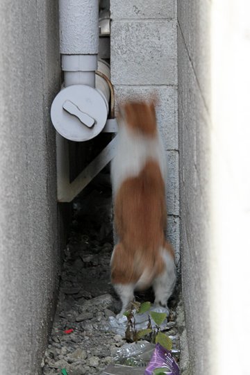 太田区のねこ