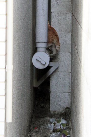 太田区のねこ