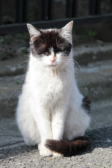 太田区のねこ