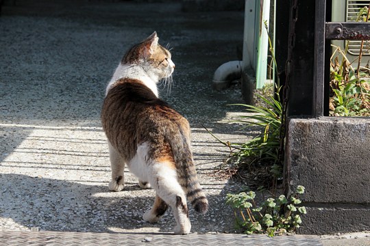 太田区のねこ