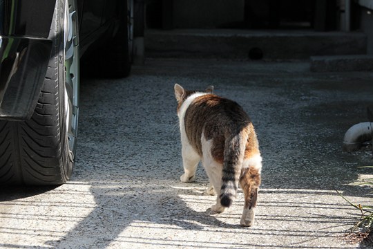 太田区のねこ
