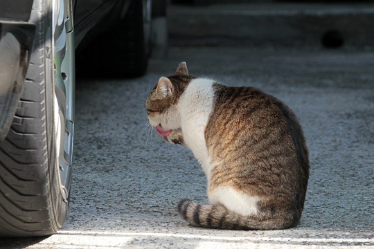 太田区のねこ