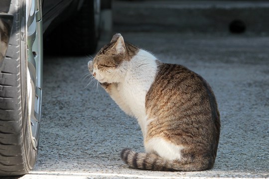 太田区のねこ